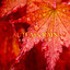Autumn Rain for Sleep: Cozy Mood & Relaxing Nature Sounds cover