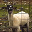 Goat Sound Effect (FREE).wav cover