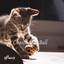 4Paws: Cat Chasing the Ball Vol. 1 cover