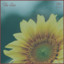 Mita Gami — Sun cover art