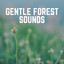 Gentle Forest Sounds cover