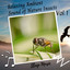 Sleep Music: Relaxing Ambient Sound of Nature Insects Vol. 1 cover