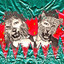 Lions & Cheetahs cover