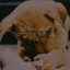 50 Beautiful Songs for the Spa For Dogs cover