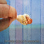 39 Ocean Sounds To Arouse Zen cover