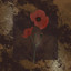 les coquelicots cover