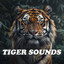 Tiger's Call cover