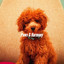 Paws & Harmony cover