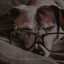 Timeless Sounds for Stress Relief For Dogs cover