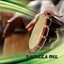 Hava Naguila cover