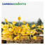 Andorra cover