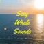 Sexy Whale Sounds cover