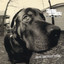 Dog Eared Dream (Silver Anniversary Edition) cover