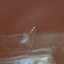 JUST JANIE (chc) - Mirror Rain