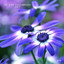 July - Nora en Pure Remix