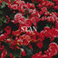 Stan cover