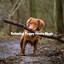 Relaxing Puppy Hours Music cover
