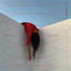 Unknown Title cover
