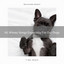All Waves Songs Especially For Our Dogs cover