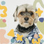 Piano and Bell Music - Bgm for Rewarding Your Dog cover