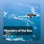 Wonders of the Sea cover