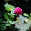 Now On Air: Rosa Karina Los Que Vieron - Rosa Karina Los Que Vieron
