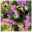 Lilac Symphonies cover