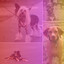 Feelings for Dog Adventures cover