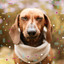 Ambiance for Chill Dogs cover