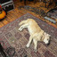 Odd Socks - Tired of Being Tired