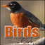 Bird, Budgie - Budgie: Int: Chirping, Animal Birds, Sound FX cover