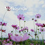 Natsounds cover