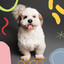 Music for Pet Dogs (Chill Out) cover