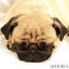Pug Snoring ASMR cover