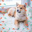 Chillout (Music for Pet Dogs) cover
