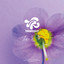 TAGRIGHT - HANAKOTOBA 花言葉