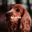Pup's Jazz Party cover