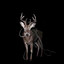 Bambi のサムネイル