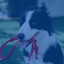 Music for Doggy Playtime cover