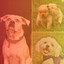 Music for Calming Your Dogs (Latin Music) cover