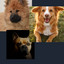 Music for Dog Walkers cover