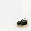 Bug Michigan (NZ) - Wing and Shell