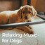 Dog Relaxation Music for Stress Relief - Gentle for Dog Ears cover