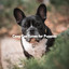 Cozy Car Tunes for Puppies cover
