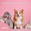 Soundscape Pet Relaxation Vol. 2 cover