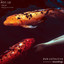 Risk - Son of Elita Remix