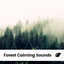 Forest Calming Sounds cover