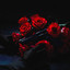 Le gun ou la rose
