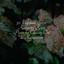 50 Ultimate Stress Relieving Rain Pieces for Chilling Out & Relaxation cover