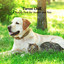 Forest Chill: A Tuning Fork for Insects and Pets cover
